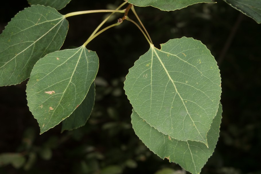 Populus deltoides Marsh