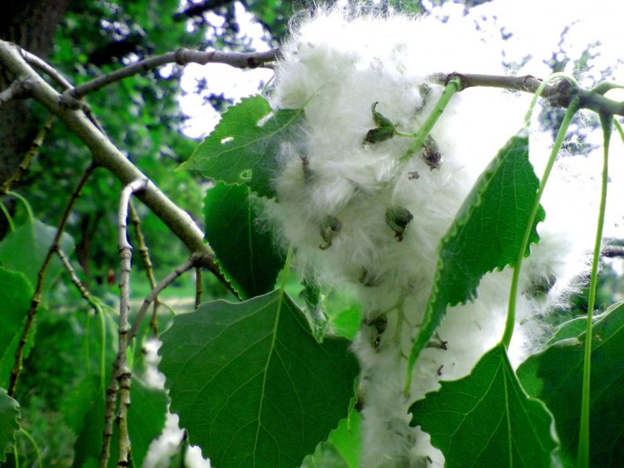Тополь дерево пух