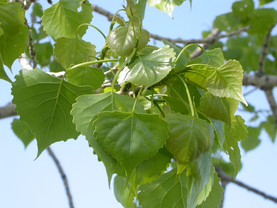 Populus trichocarpa
