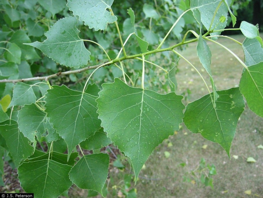 Тополь темнолистный