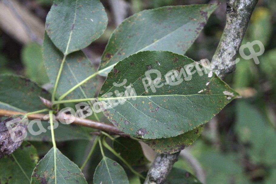 Тополь белый – Populus Alba l