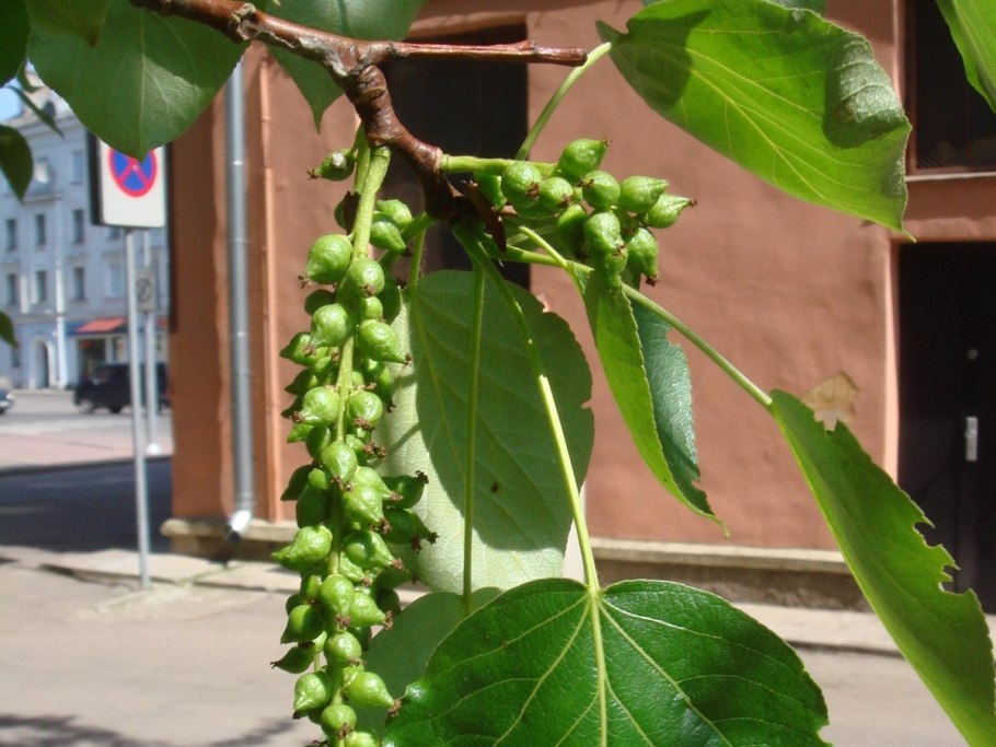 Populus nigra
