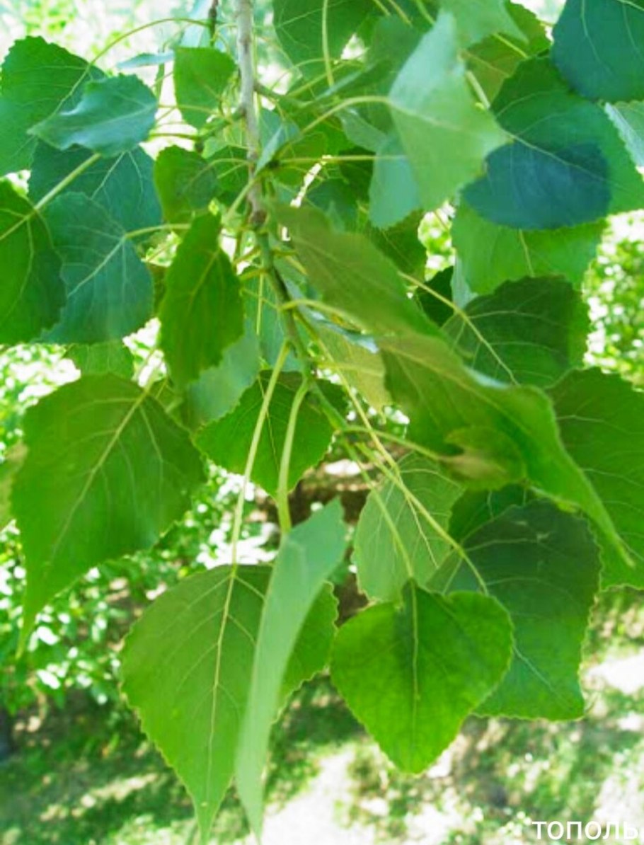 Тополь черный осокорь