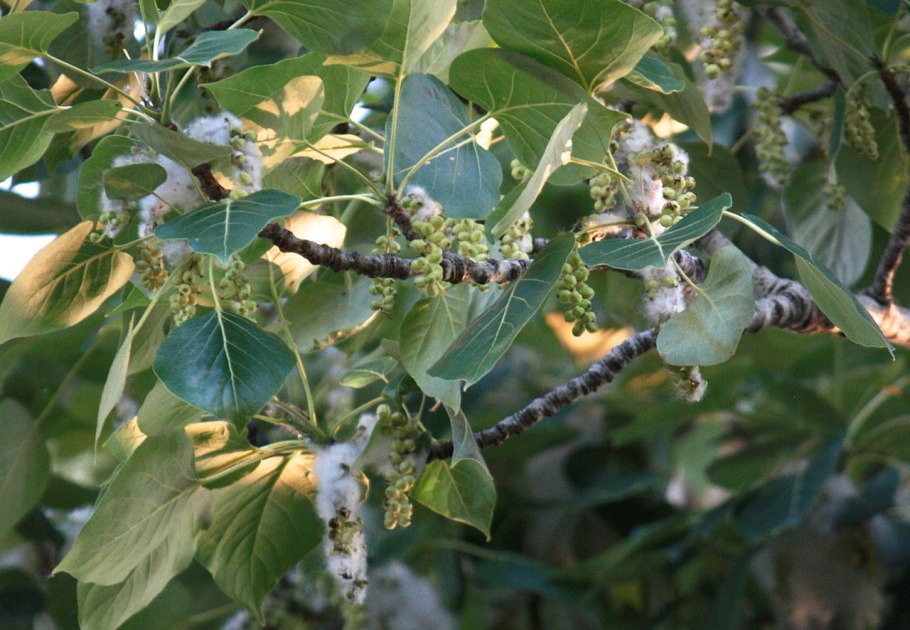 Populus trichocarpa