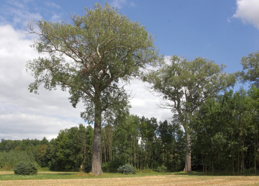 Тополь дерево