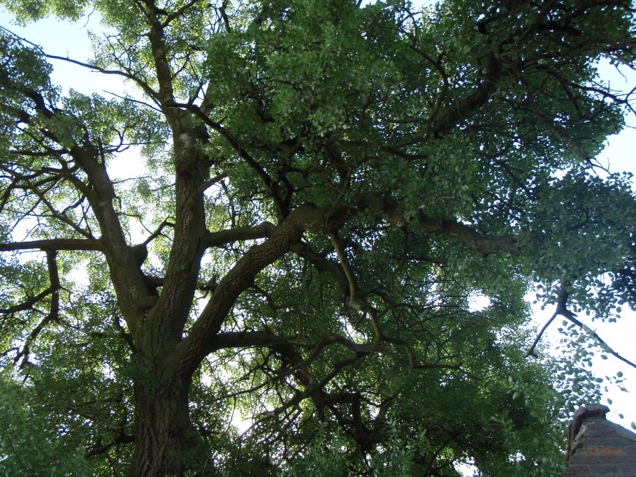 Тополь дерево пух