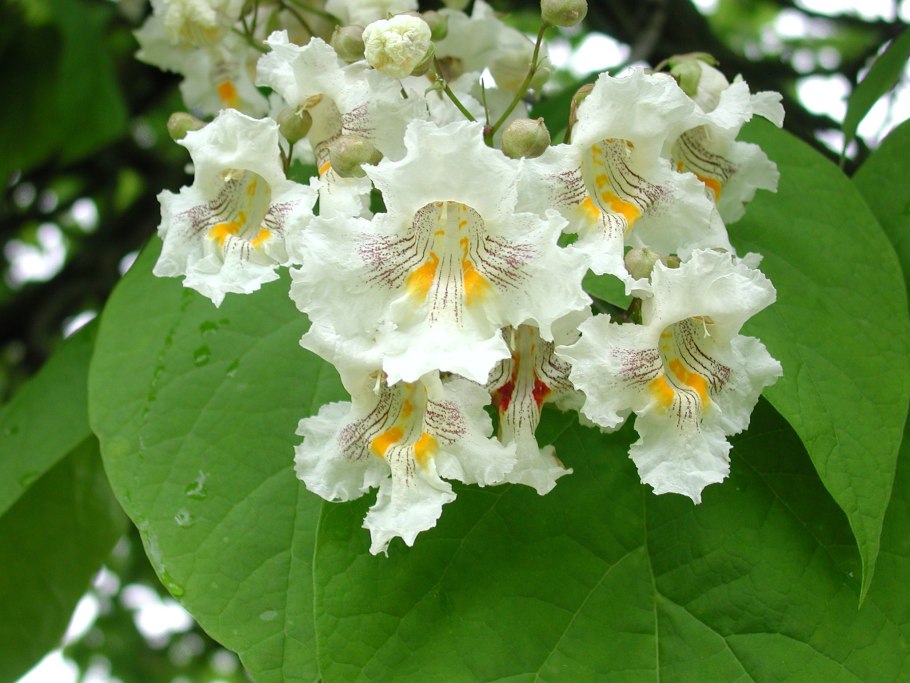 Катальпа бигнониевидная (Catalpa bignonioides)