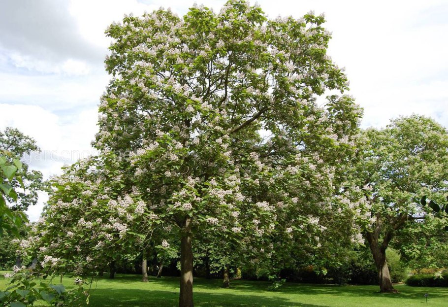 Катальпа Нана