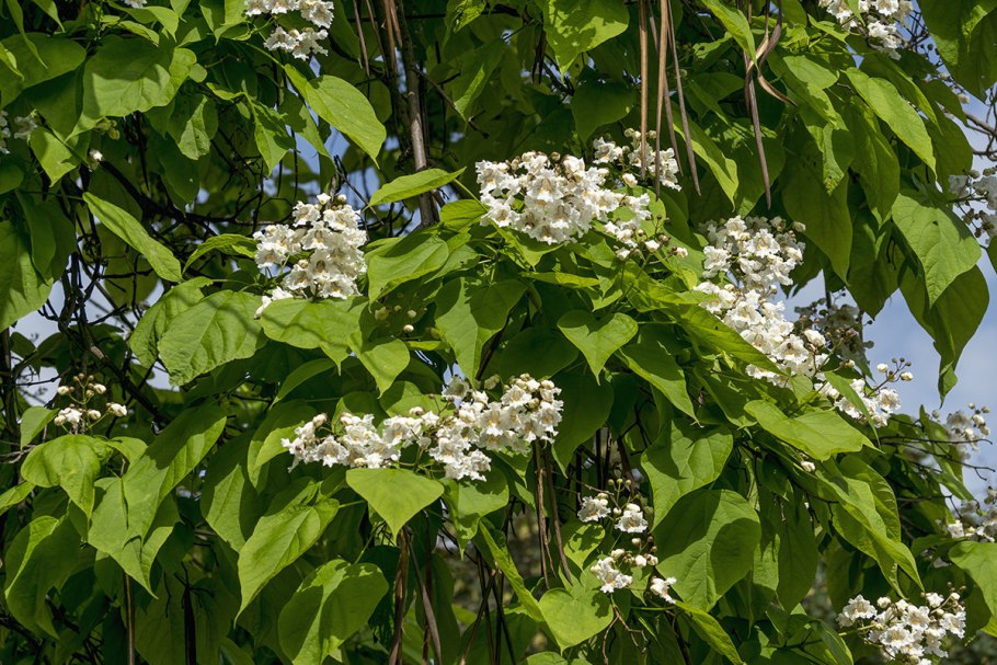Катальпа бигнониевидная