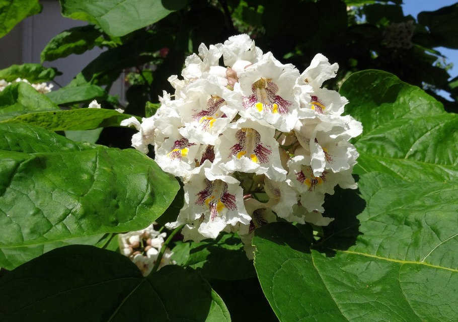 Катальпа яйцевидная