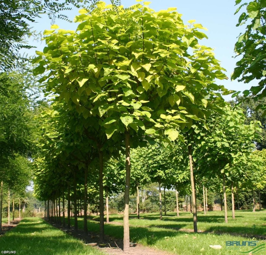 Катальпа бигнониевидная