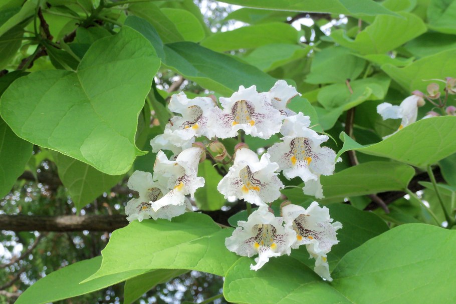 Катальпа сиреневидная