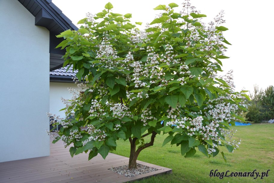 Катальпа Нана дерево