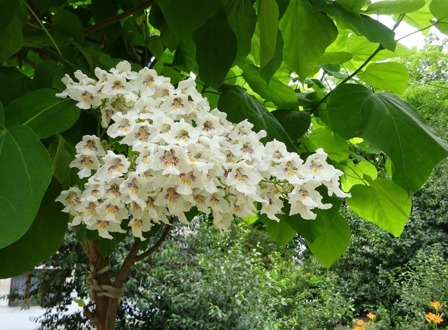 Катальпа бигнониевидная catalpa bignonioides