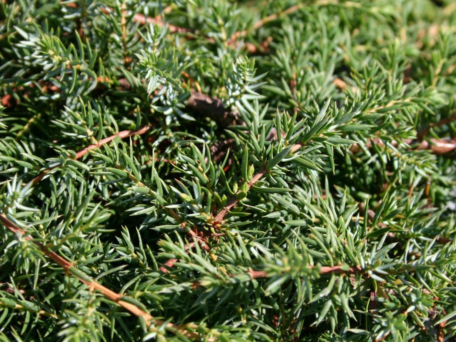 Juniperus communis l.