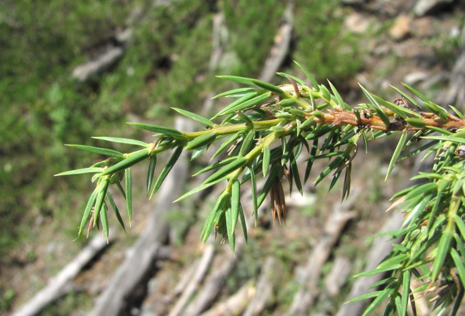 Juniperus sibirica Burgsd. Мужские стробилы