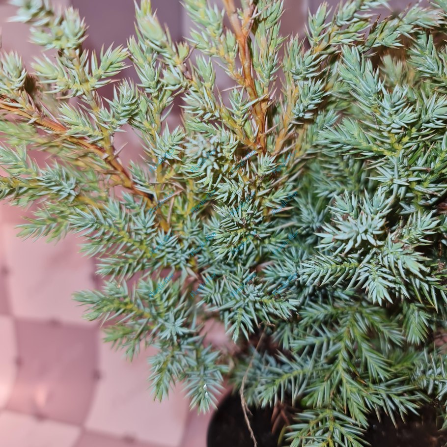 Можжевельник чешуйчатый hunnetorp