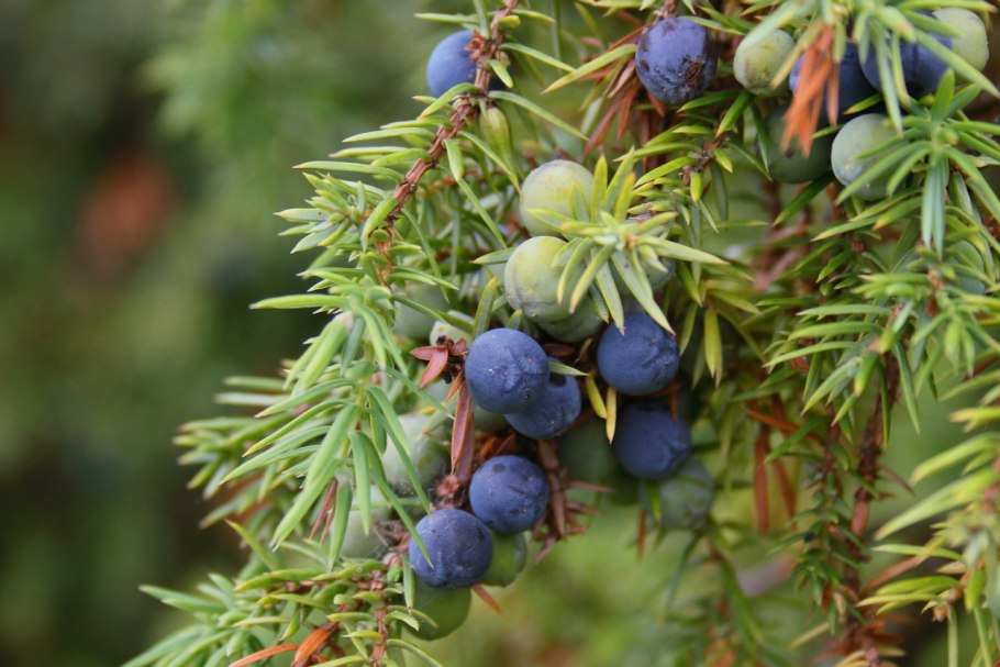 Голубая ягода на Алтае