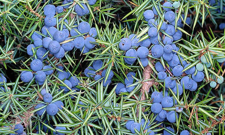 Можжевельник обыкновенный