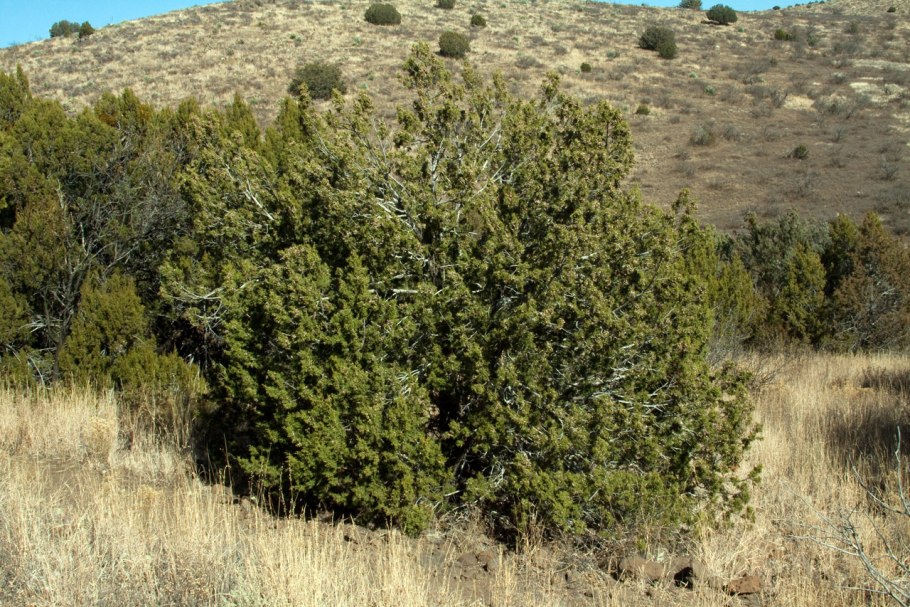 Можжевельник ложноказацкий Juniperus pseudosabina