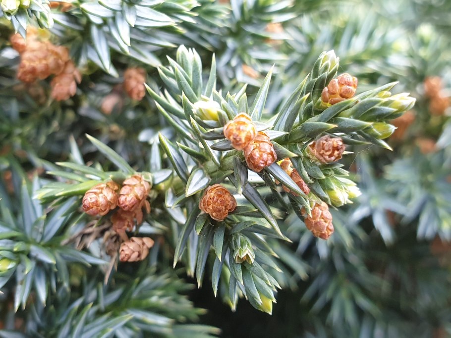 Juniperus oxycedrus l семена