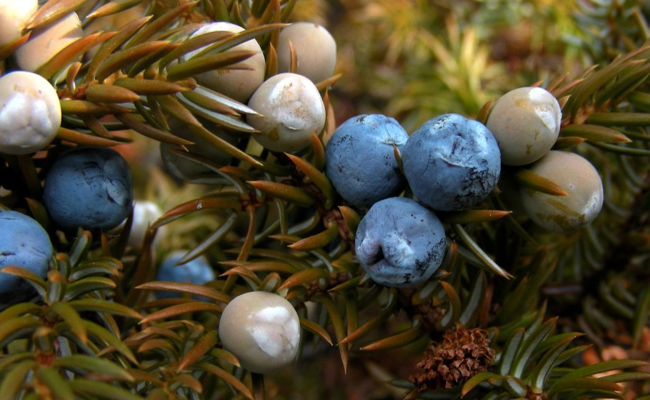 Можжевельник обыкновенный сиберик