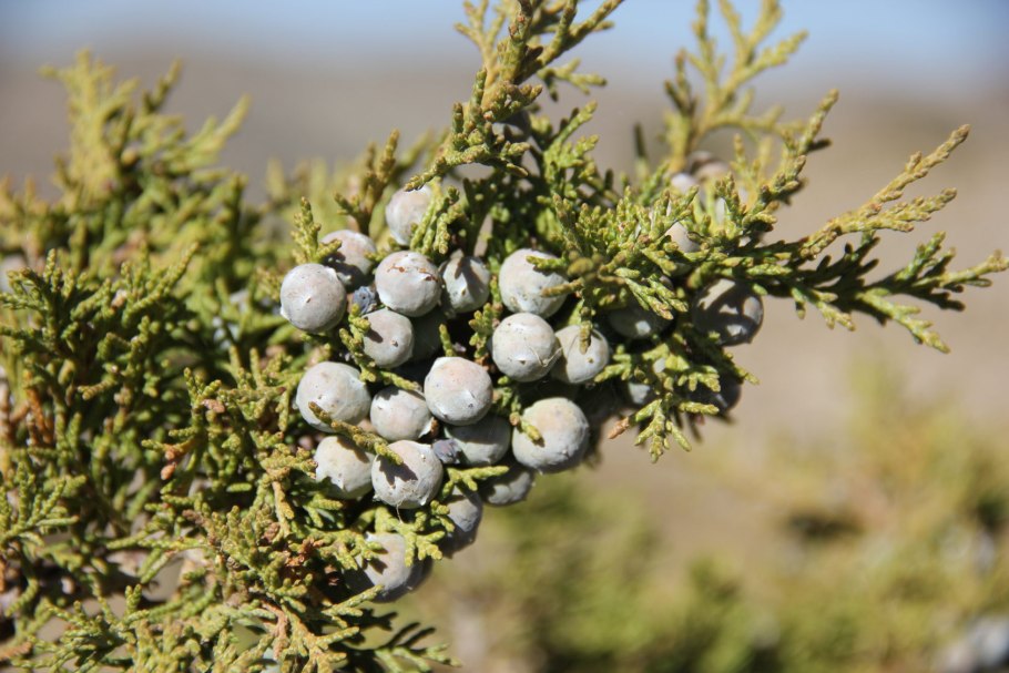 Juniperus squamata 'Hunnetorp'