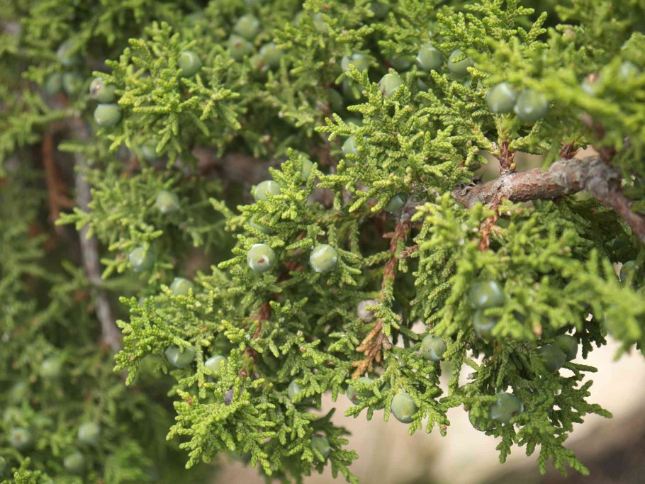 Можжевельник обыкновенный (Juniperus communis l.)