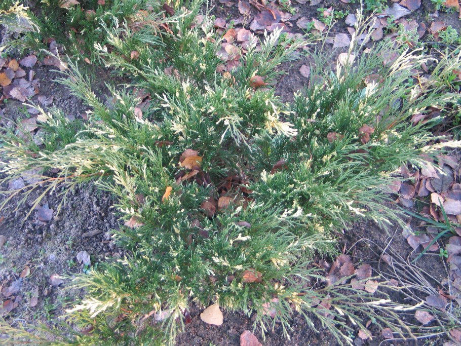 Можжевельник Толстокорый