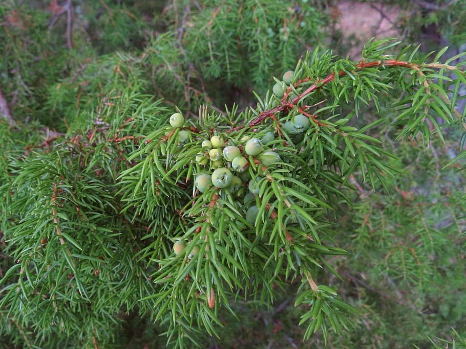 Juniperus communis Anna Maria