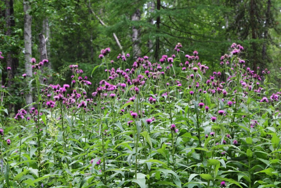 Соссюрея иволистная