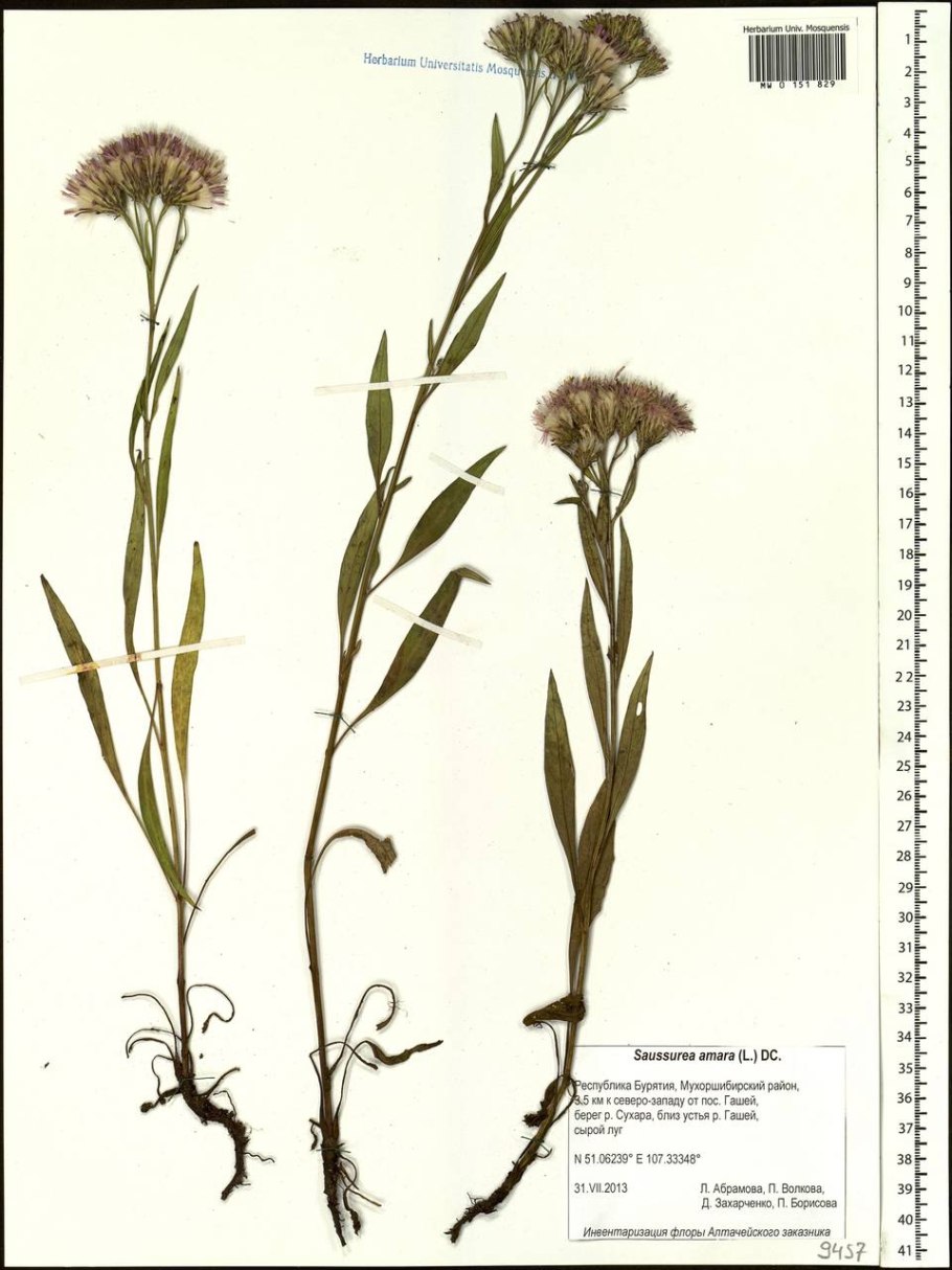 Соссюрея иволистная