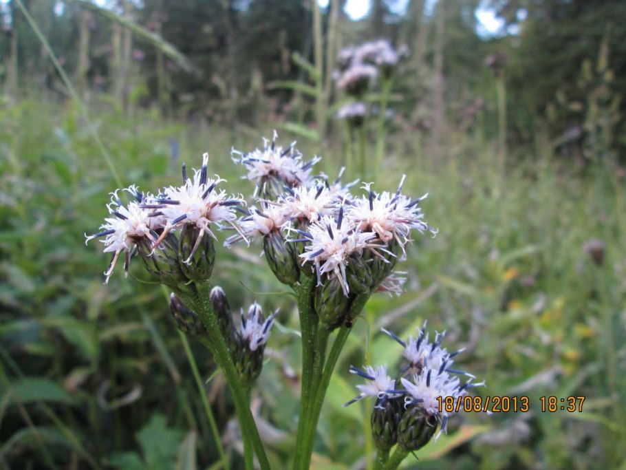 Соссюрея Горькуша