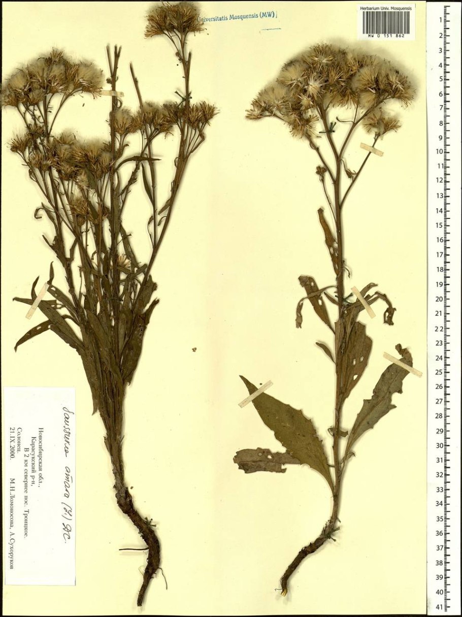 Соссюрея Альпийская