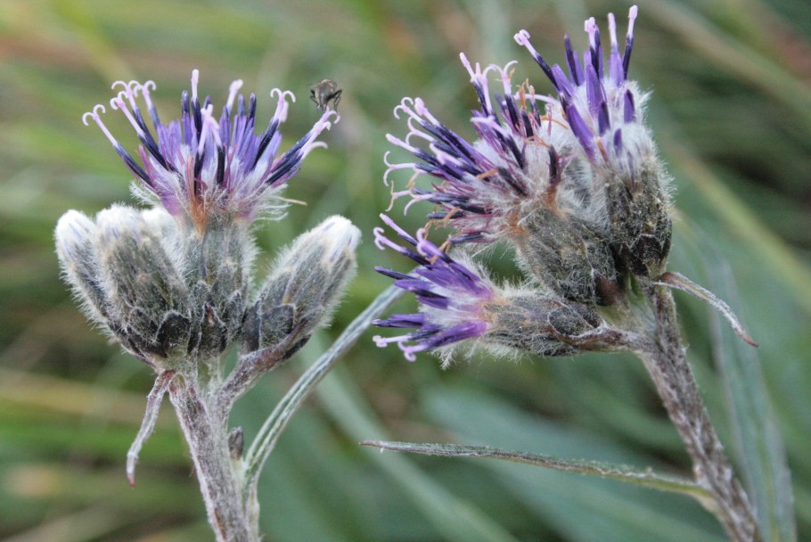 Соссюрея Альпийская