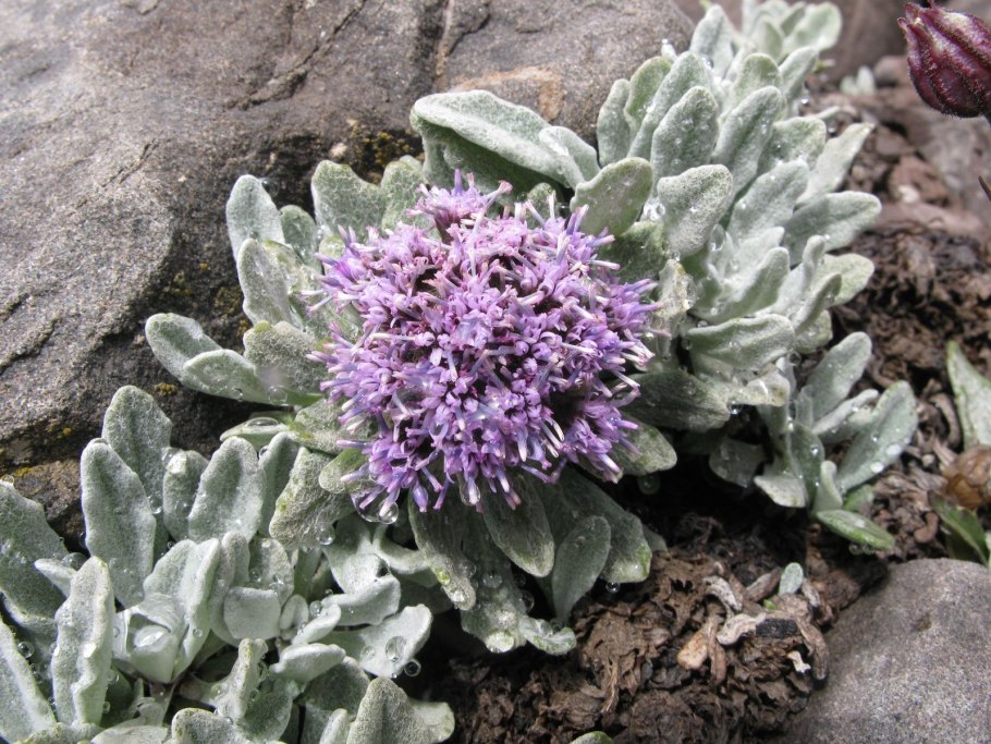 Соссюрея Альпийская