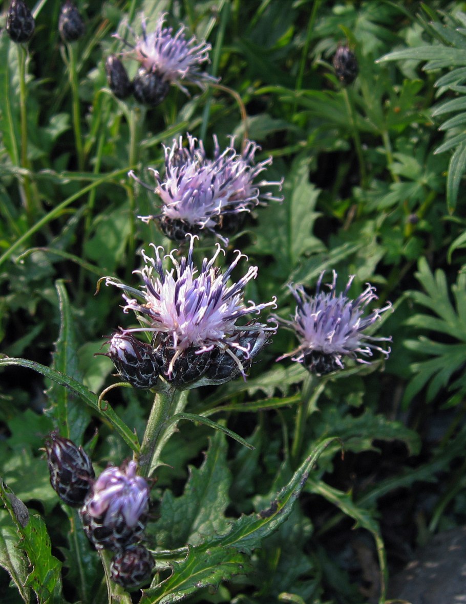 Соссюрея Куренцовой