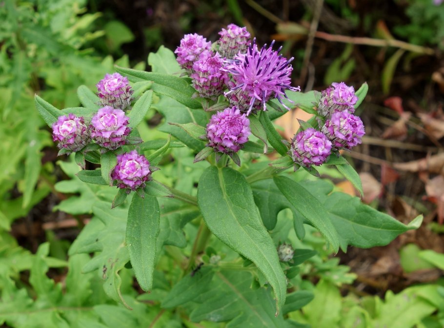 Соссюрея иволистная