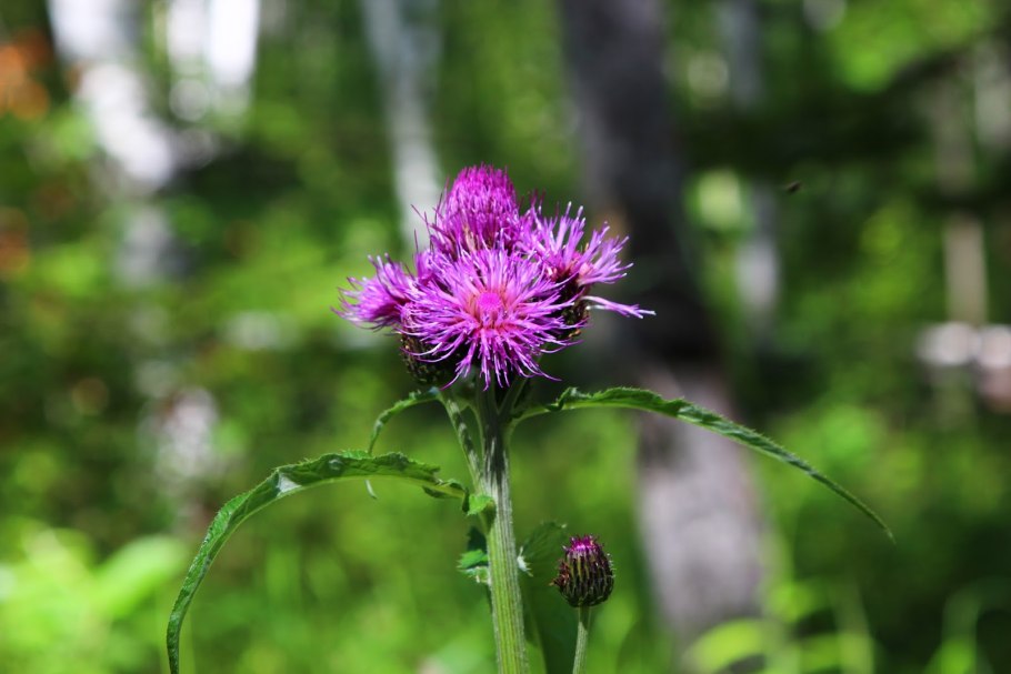 Соссюрея иволистная