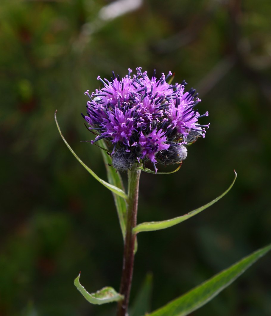 Соссюрея Саянская