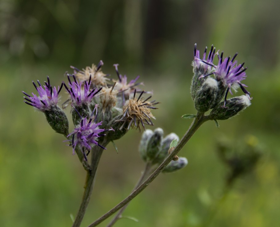 Соссюрея иволистная