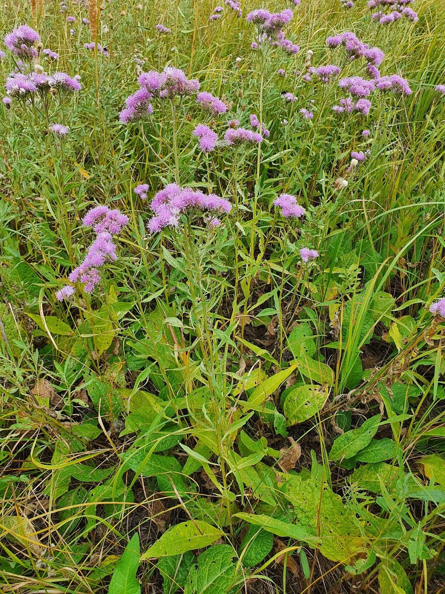 Невестка язык трава