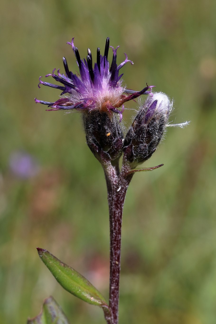 Соссюрея солончаковая