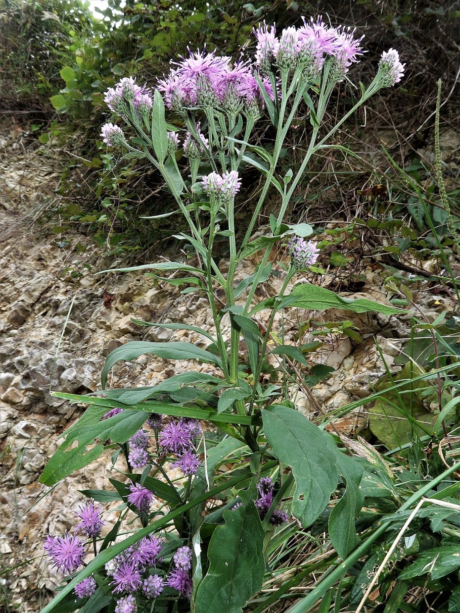 Соссюрея Куренцовой