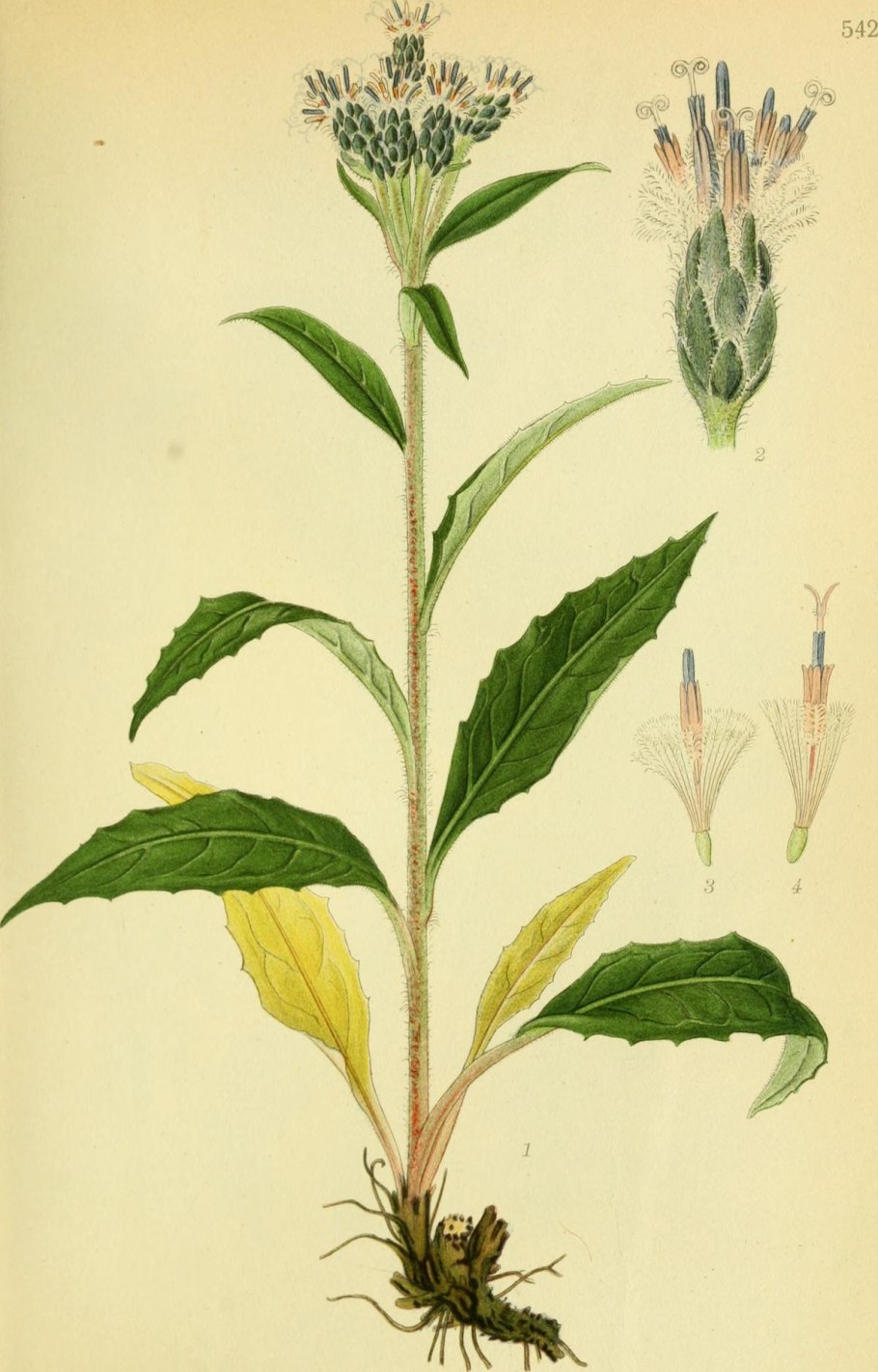 Соссюрея Путоранская