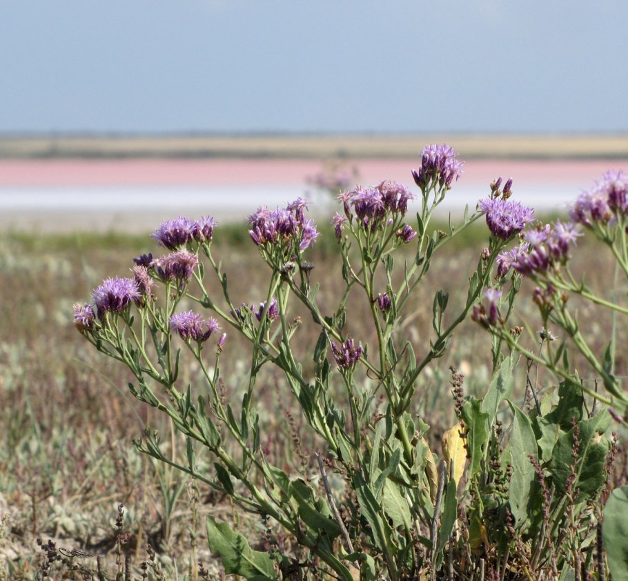 Соссюрея Горькуша