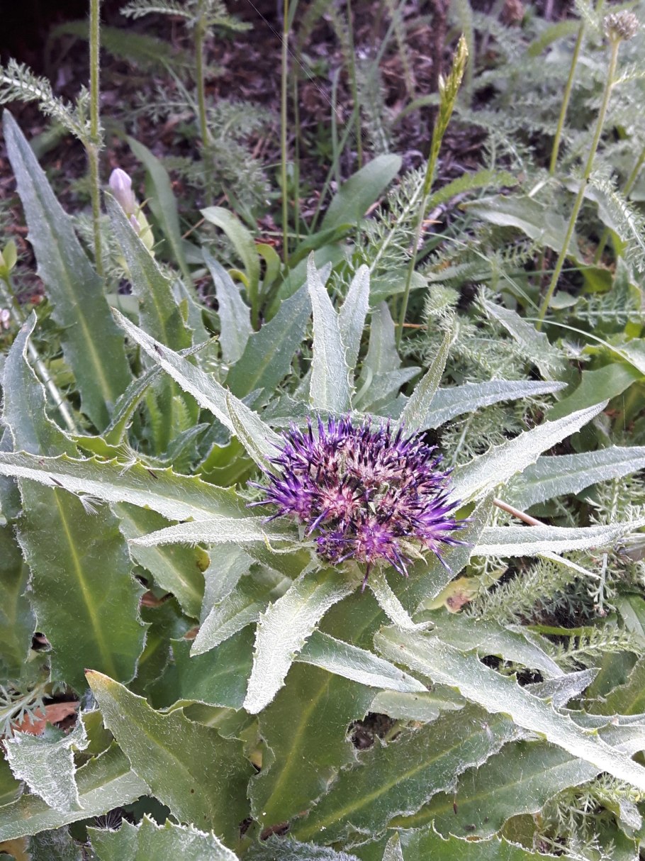 Соссюрея лопуховидная корень