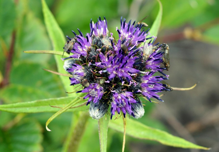 Трава соссюрея горькая