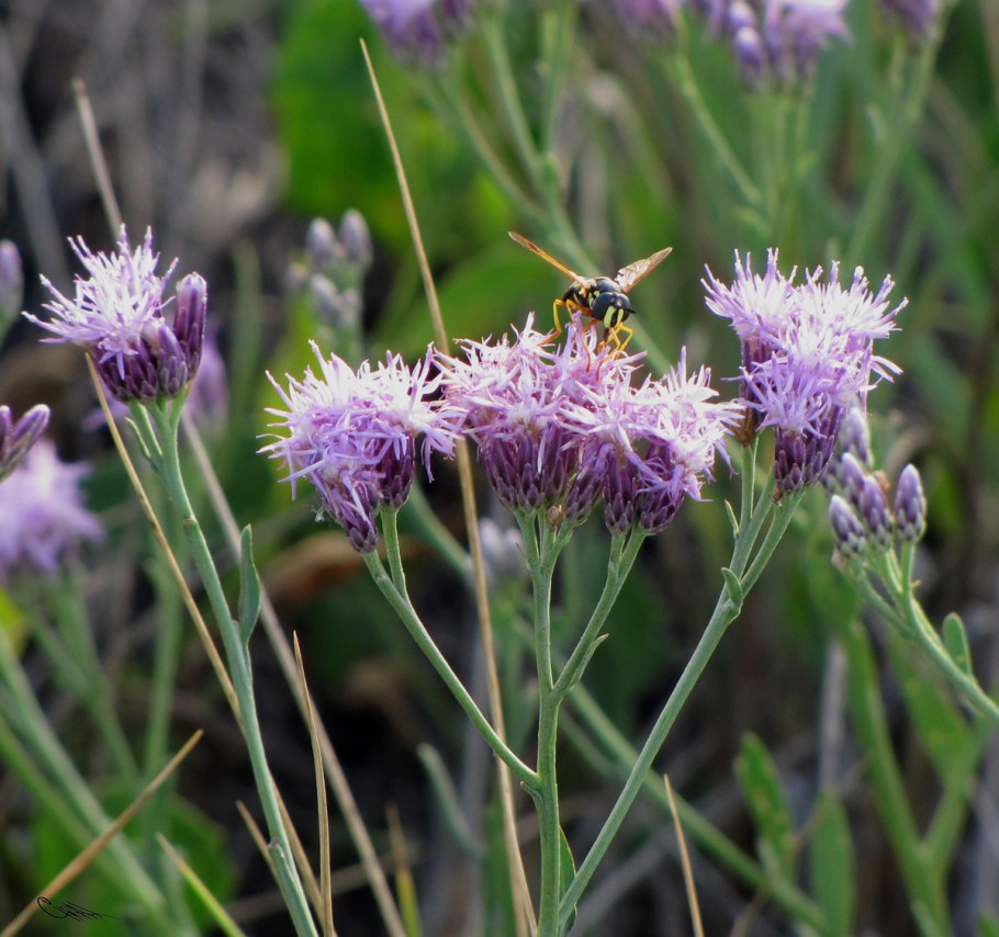 Горькуша солончаковая