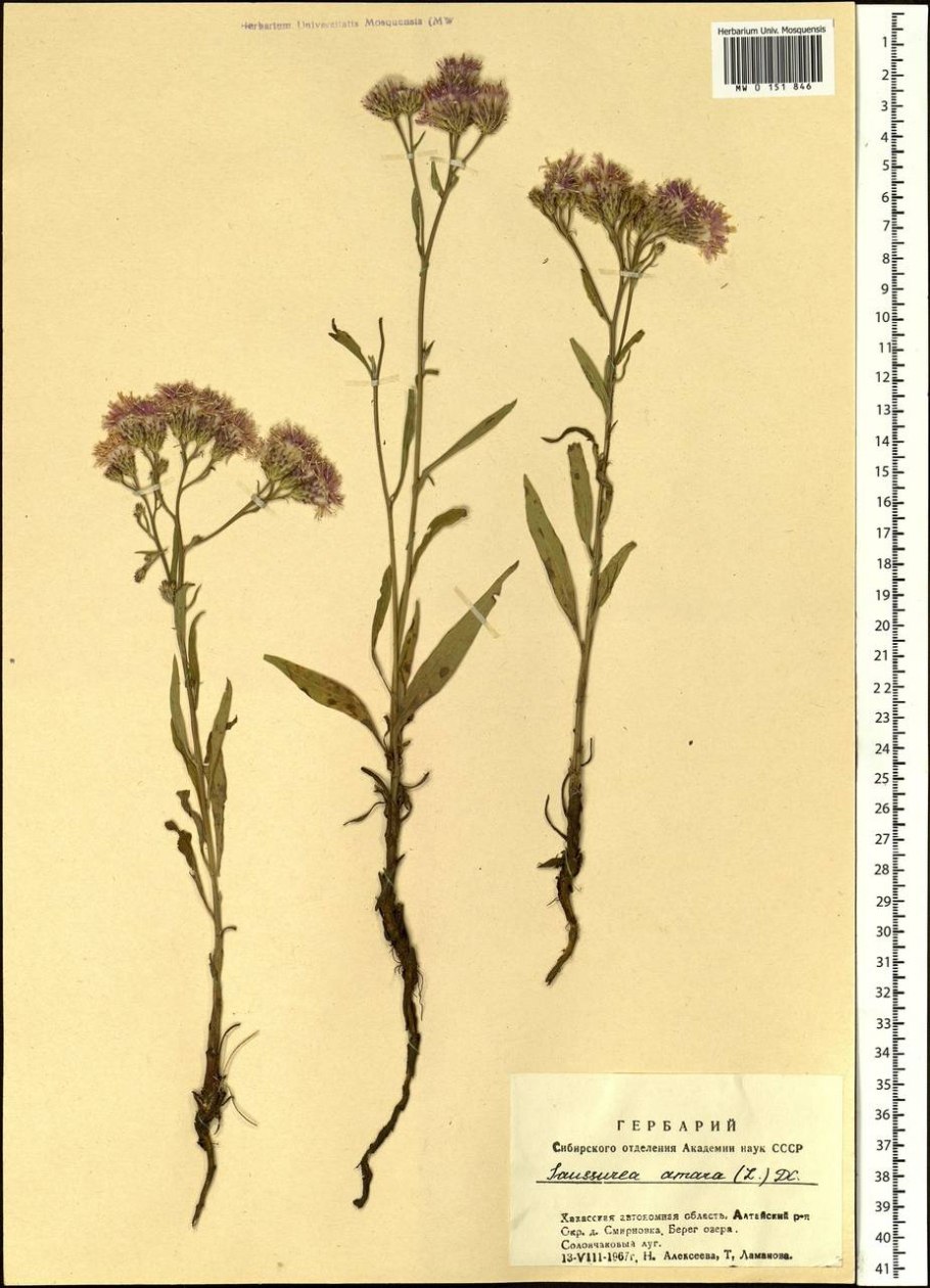 Соссюрея Саянская